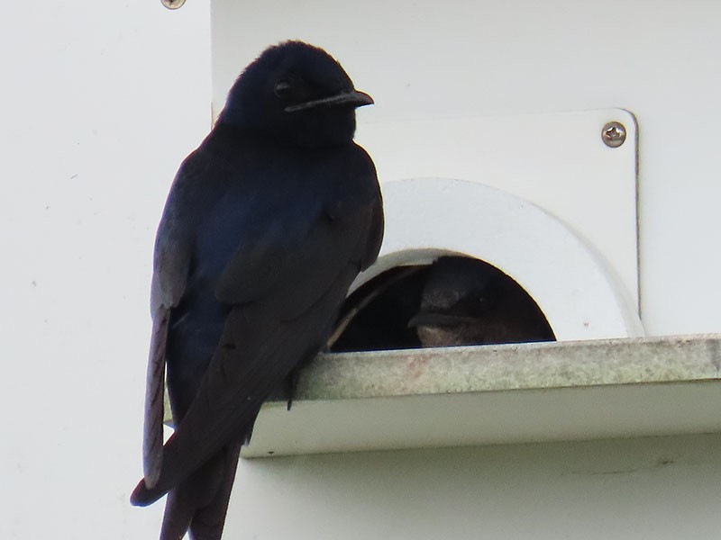 Purple Martin - Karen Lebing