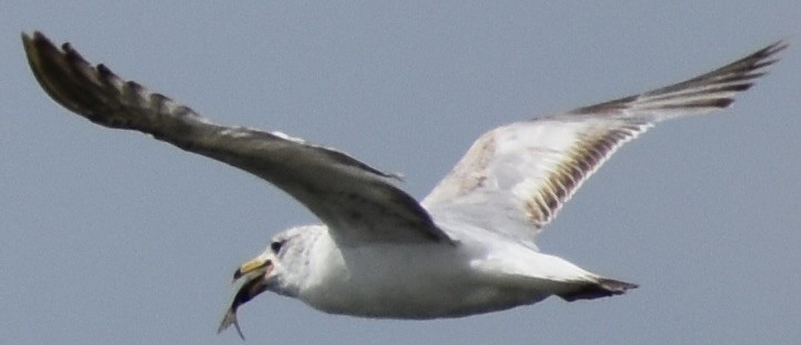 Ring-billed Gull - Dale Morrow