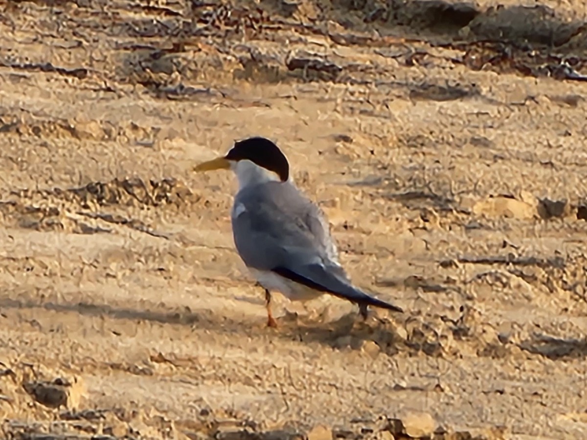 Least Tern - ML619536587