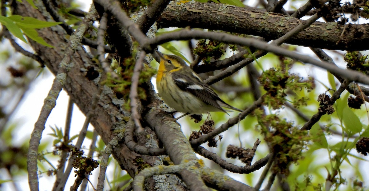 Blackburnian Warbler - Zoey Magner