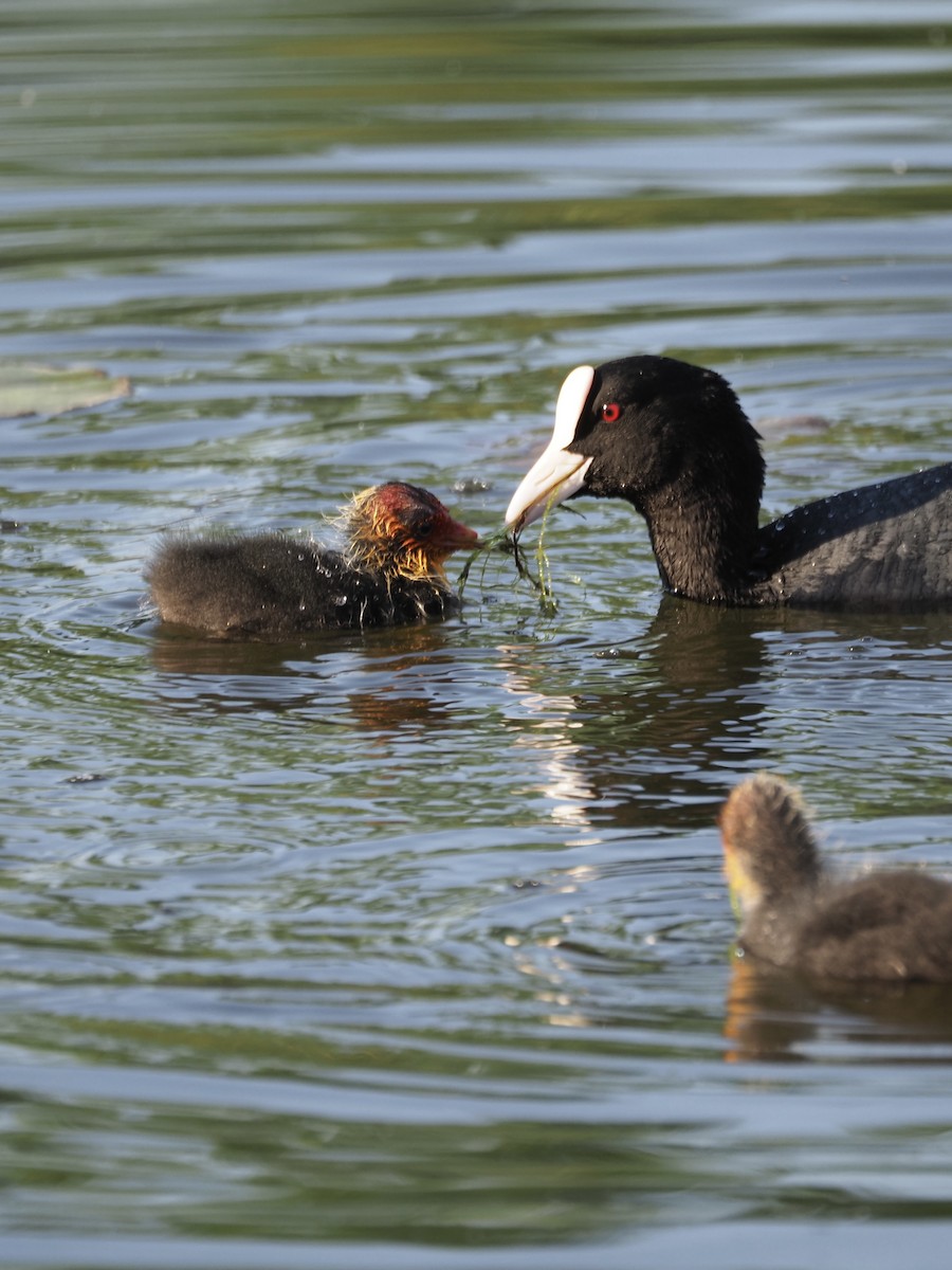 Eurasian Coot - Rokas B.