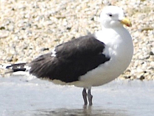 Great Black-backed Gull - Dale Morrow