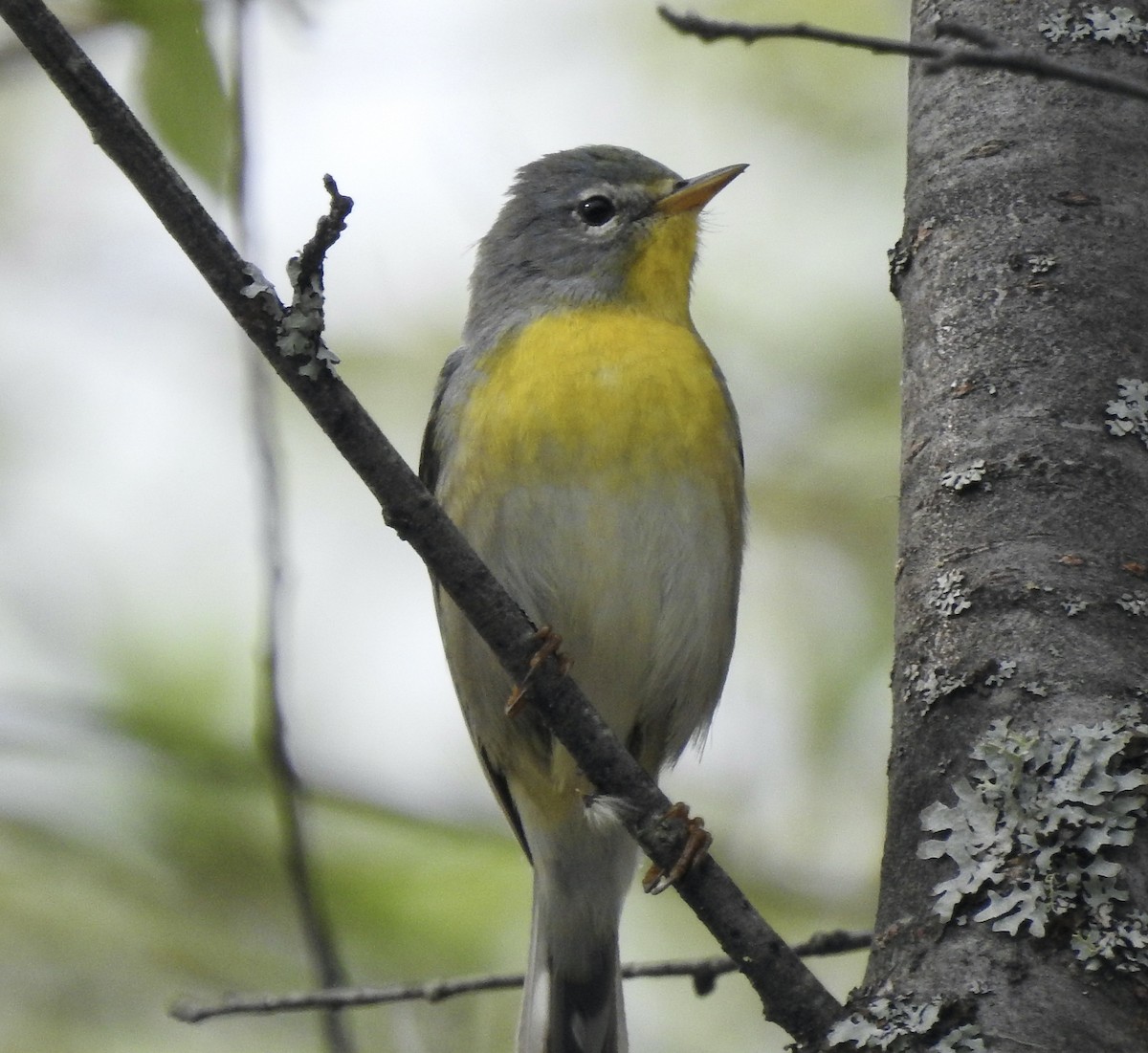 Nashville Warbler - ML619536598