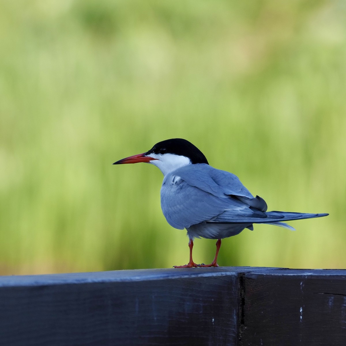 Common Tern - ML619536601