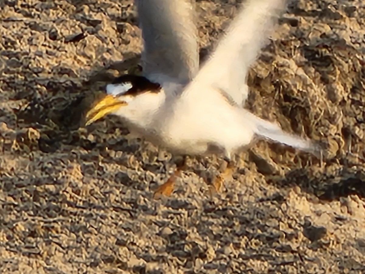 Least Tern - Rocío Reybal 🐦