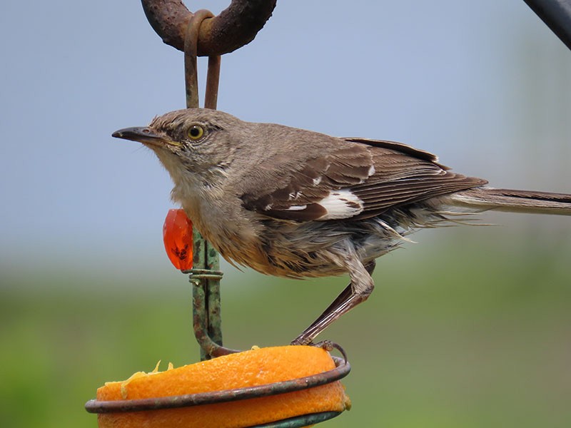 Northern Mockingbird - Karen Lebing