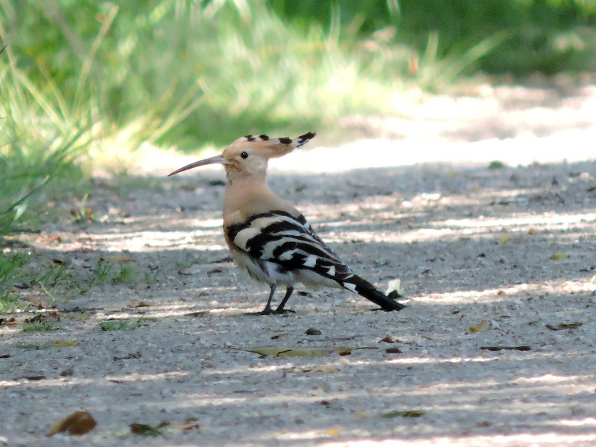 Eurasian Hoopoe - Jorge Rodal