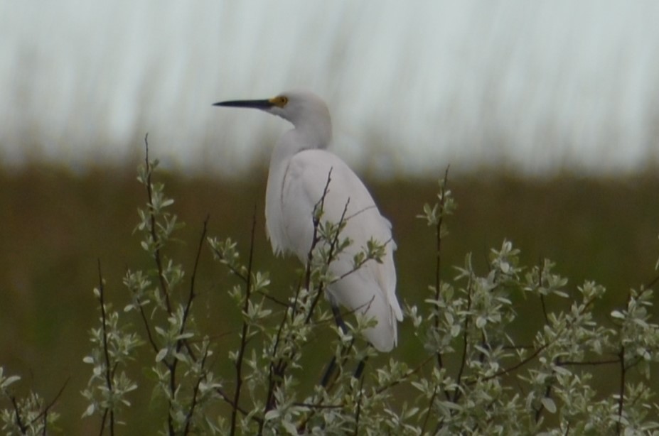 Snowy Egret - Douglas Pierzina