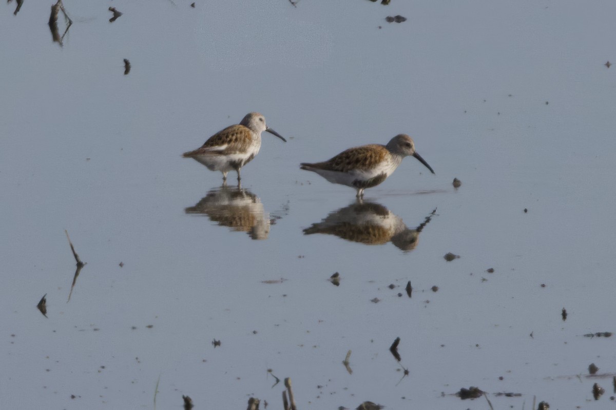 Dunlin - Stan Lilley