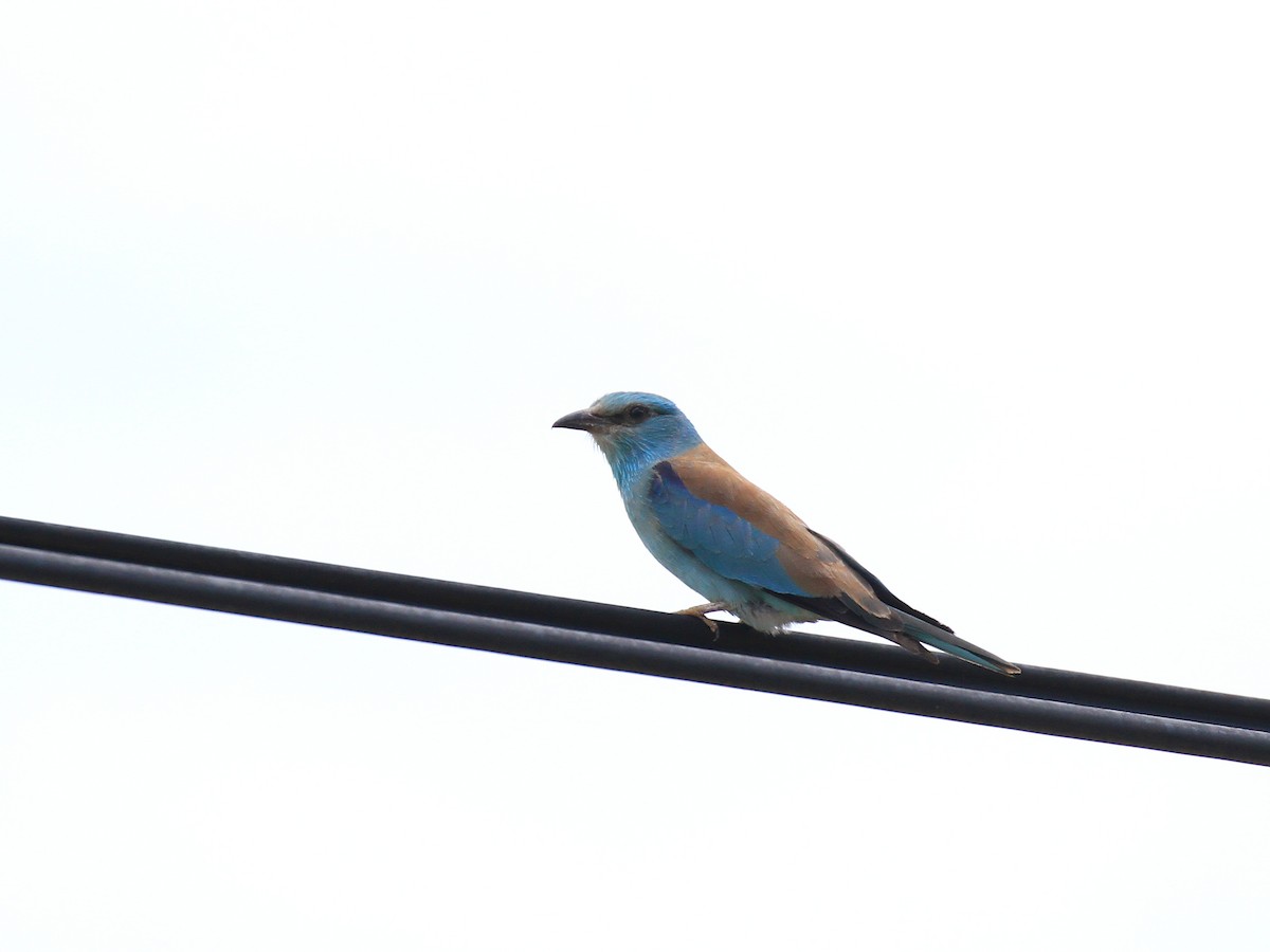 European Roller - Marta Ibáñez