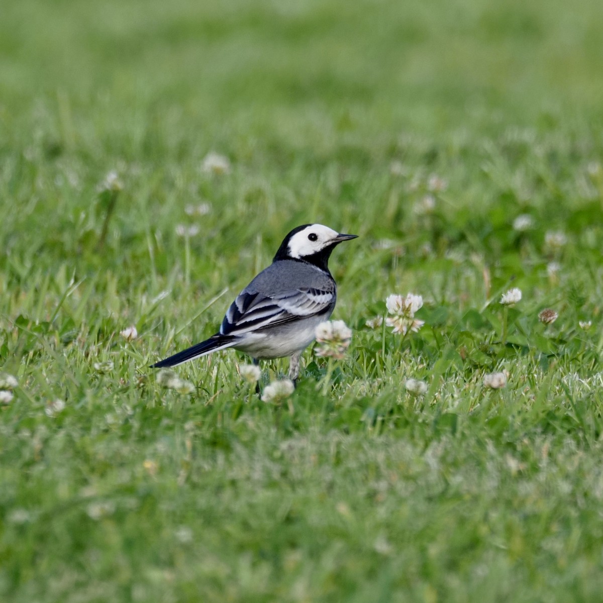 White Wagtail - Rokas B.