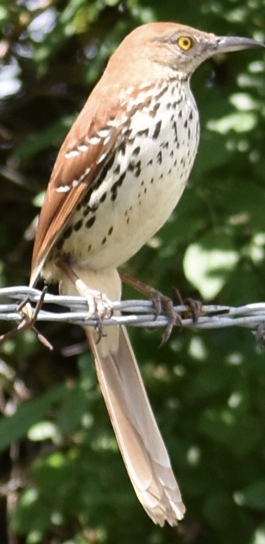 Brown Thrasher - Dale Morrow