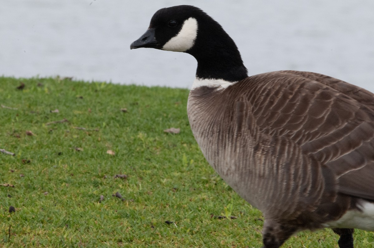 Cackling Goose - Ben Martin Mortimer