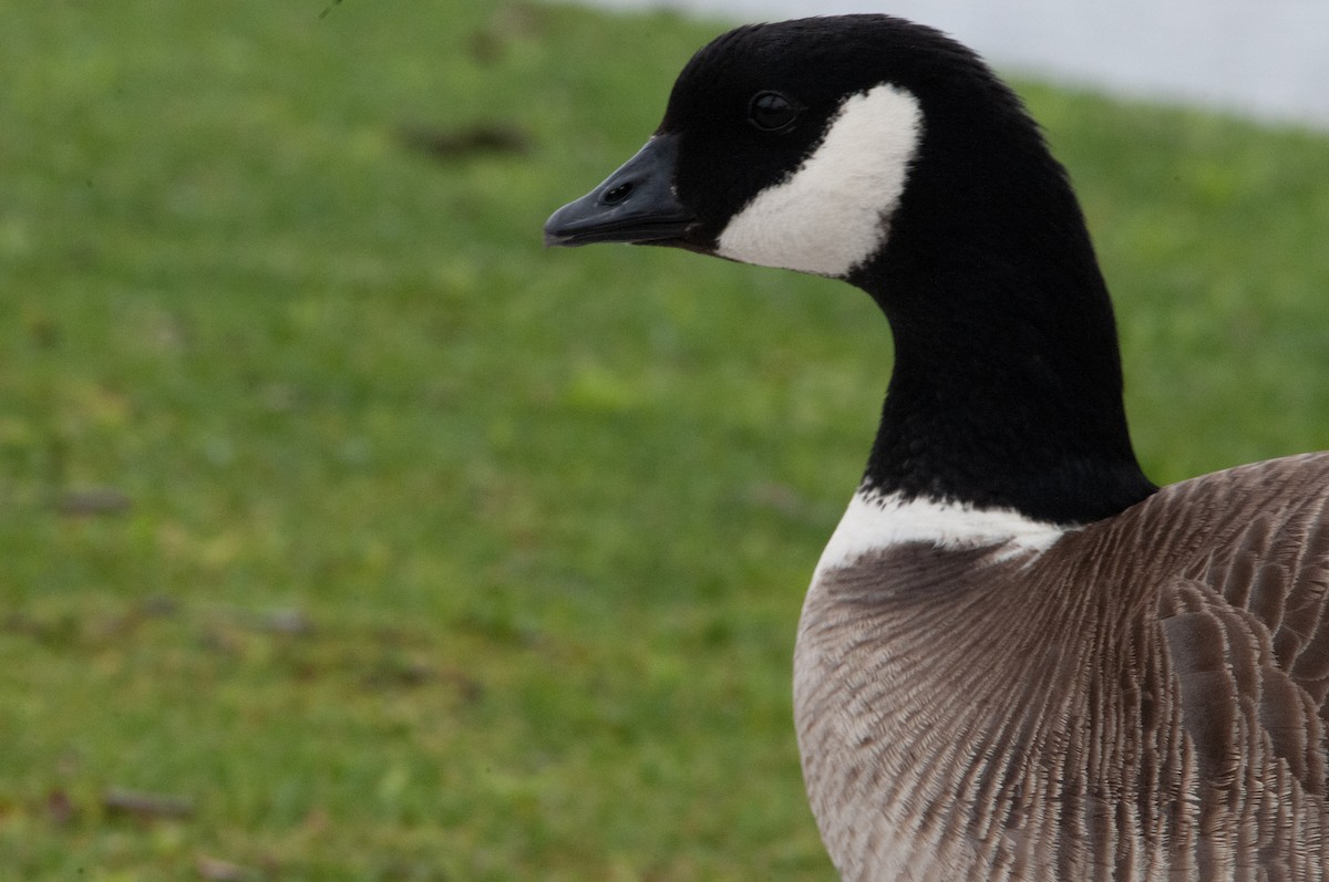 Cackling Goose - Ben Martin Mortimer