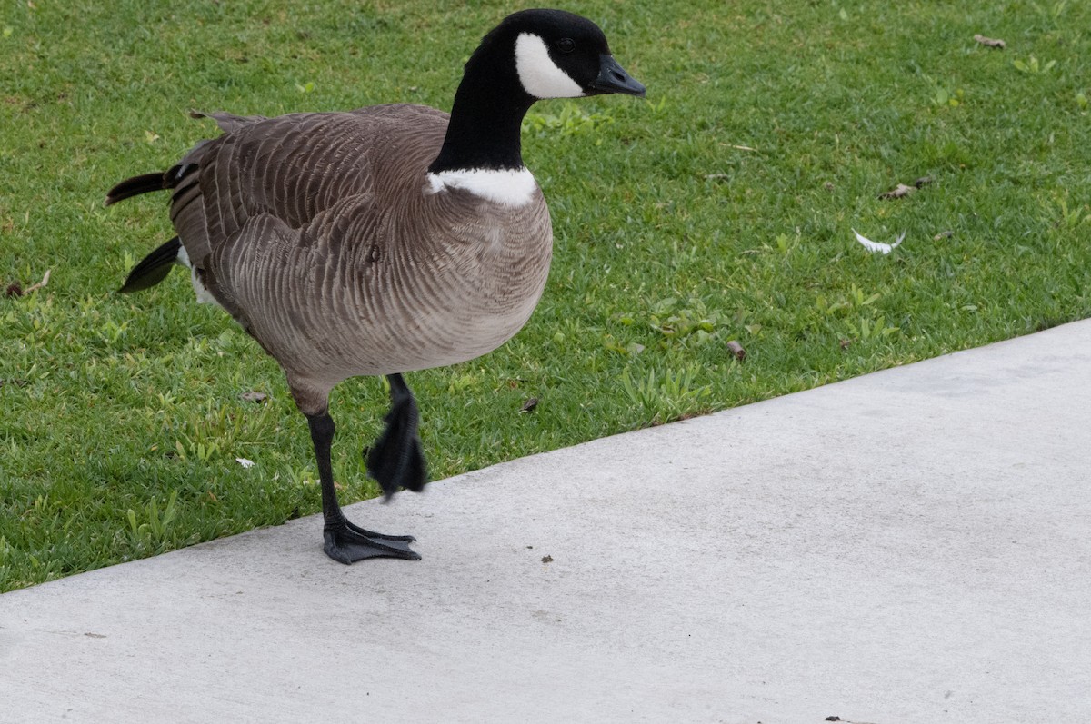 Cackling Goose - Ben Martin Mortimer