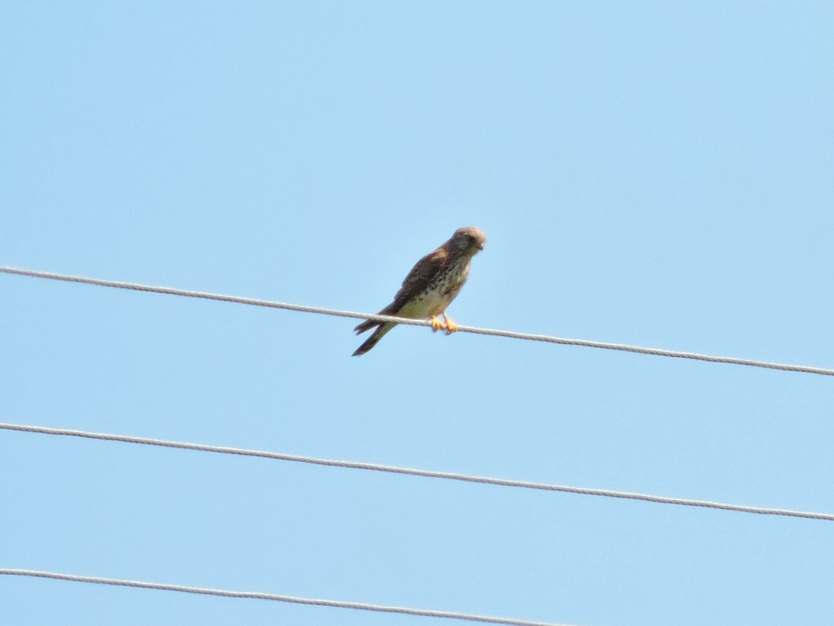 Eurasian Kestrel - Jorge Rodal