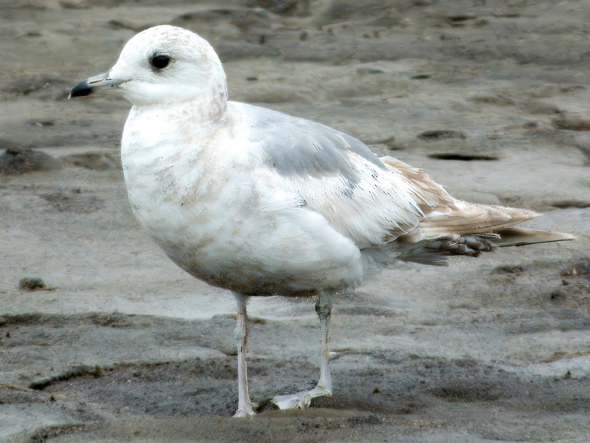 Short-billed Gull - Dan Tallman