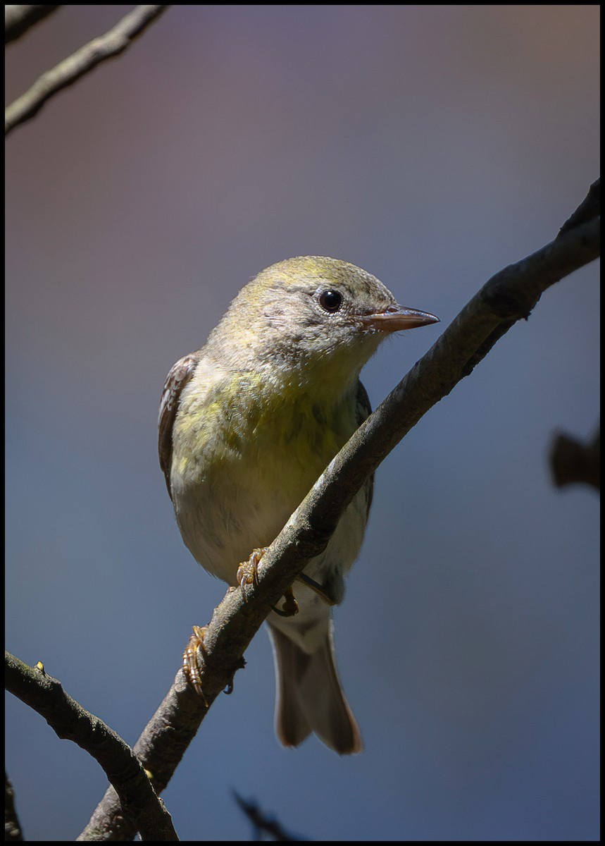 Pine Warbler - Jim Emery