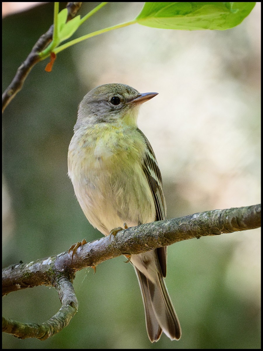 Pine Warbler - Jim Emery