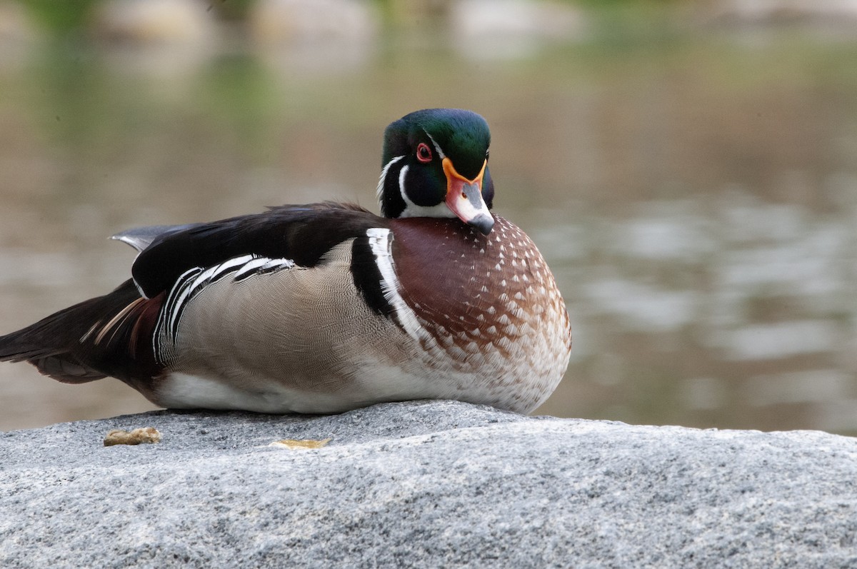 Wood Duck - Ben Martin Mortimer