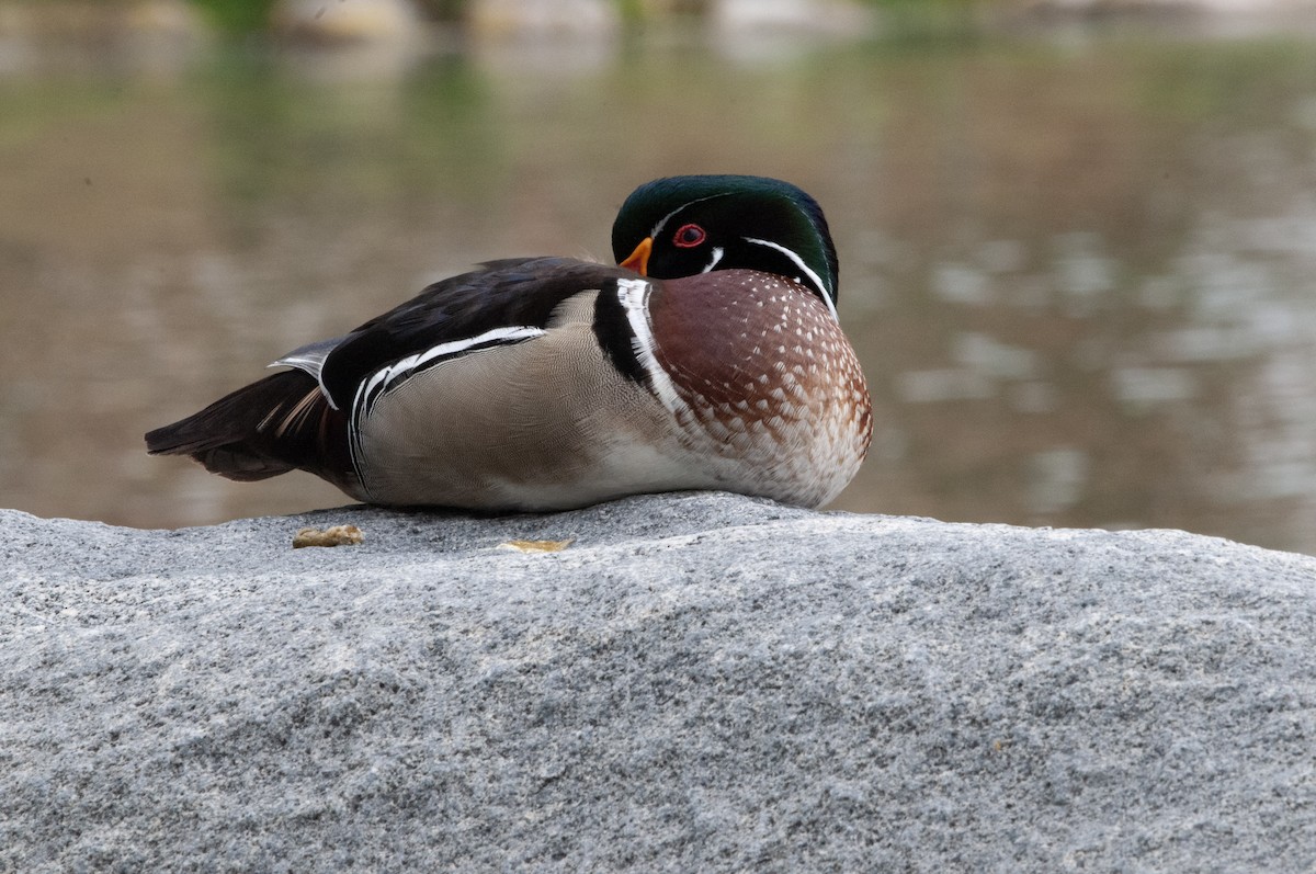 Wood Duck - Ben Martin Mortimer