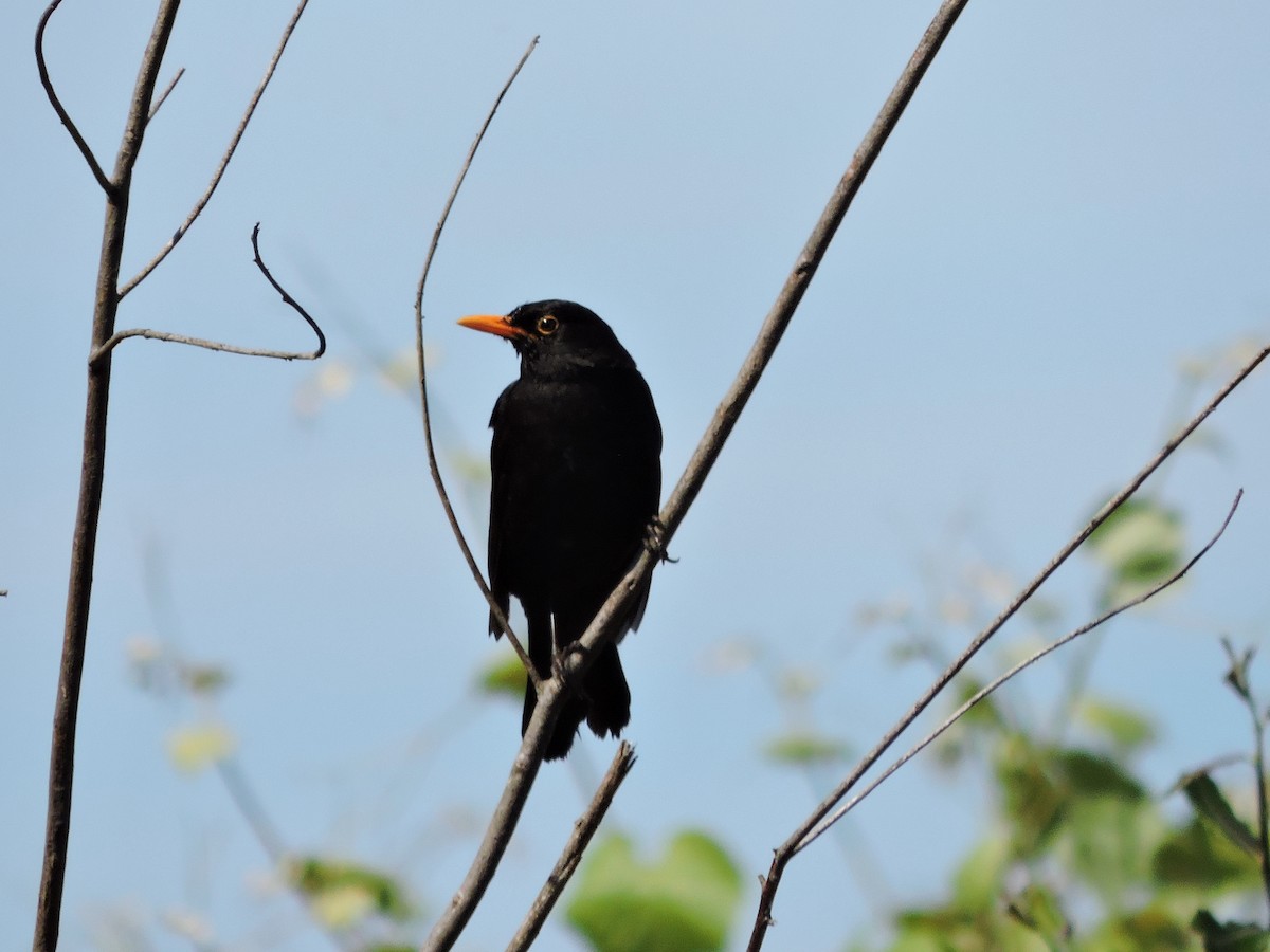 Eurasian Blackbird - Jorge Rodal