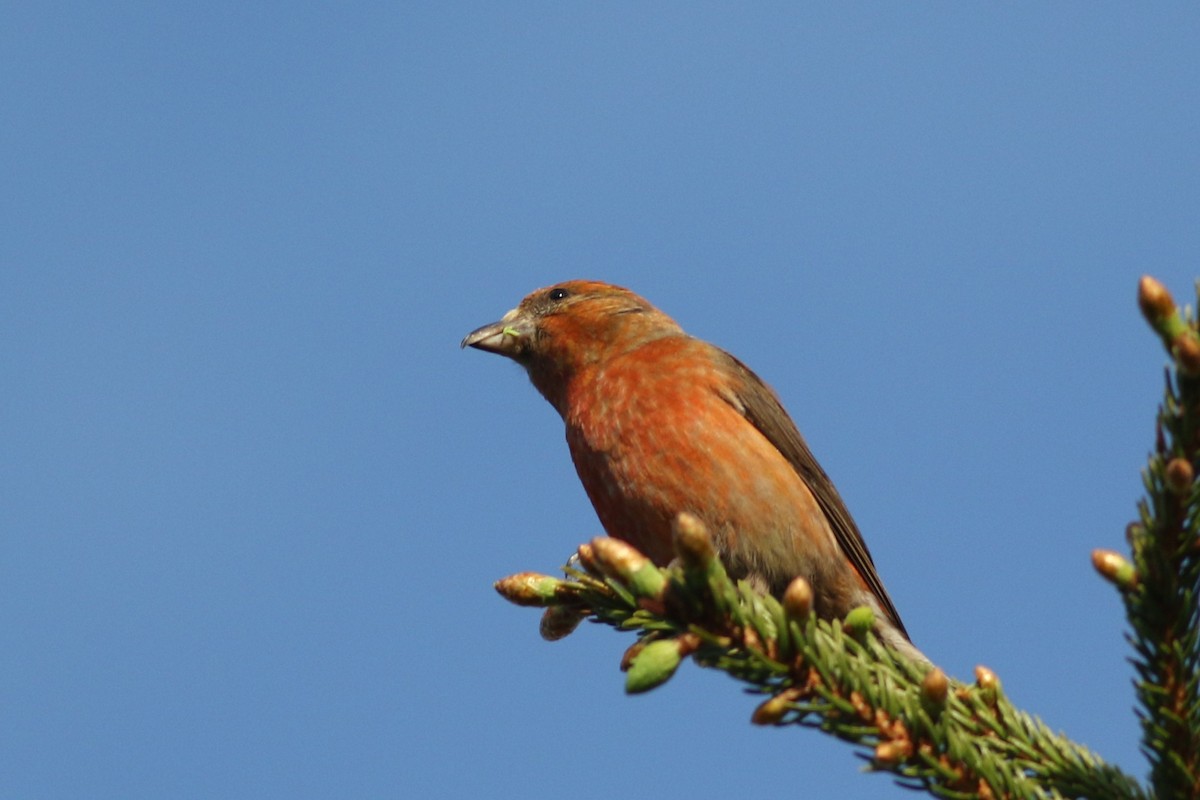 Red Crossbill - Lily Morello