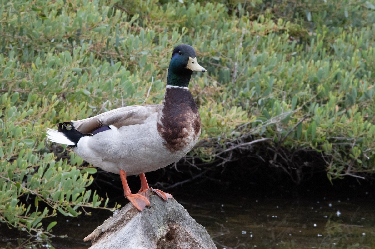 Mallard - Ben Martin Mortimer