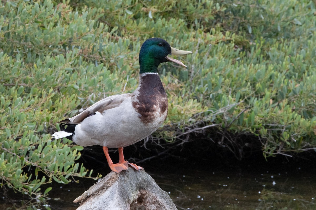 Mallard - Ben Martin Mortimer