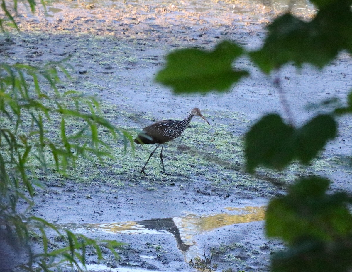 Limpkin - Lisa Maier