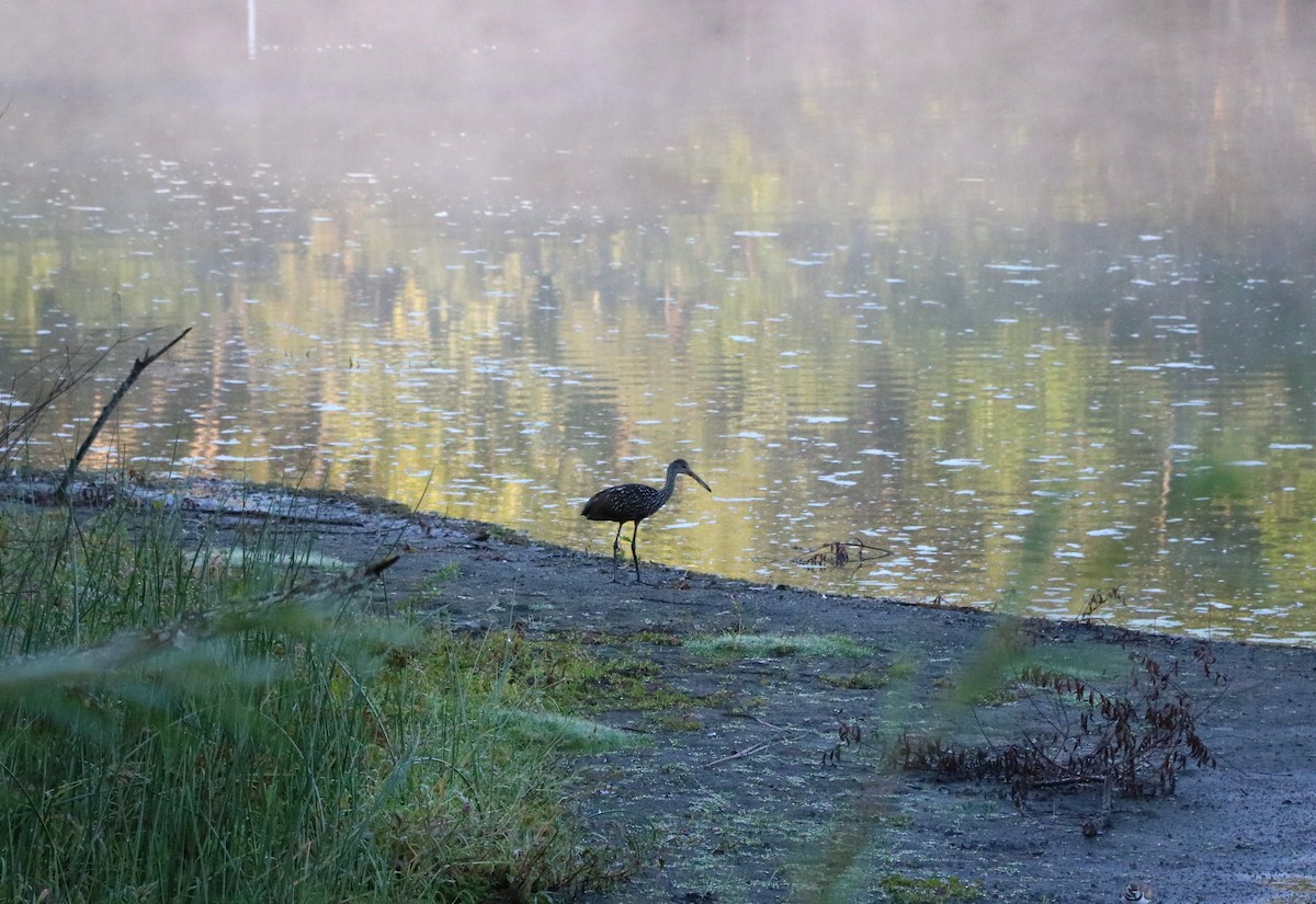 Limpkin - Lisa Maier