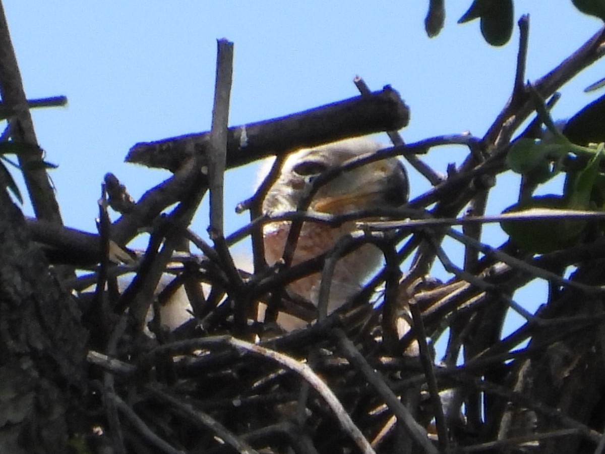 Cooper's Hawk - Rocío Reybal 🐦