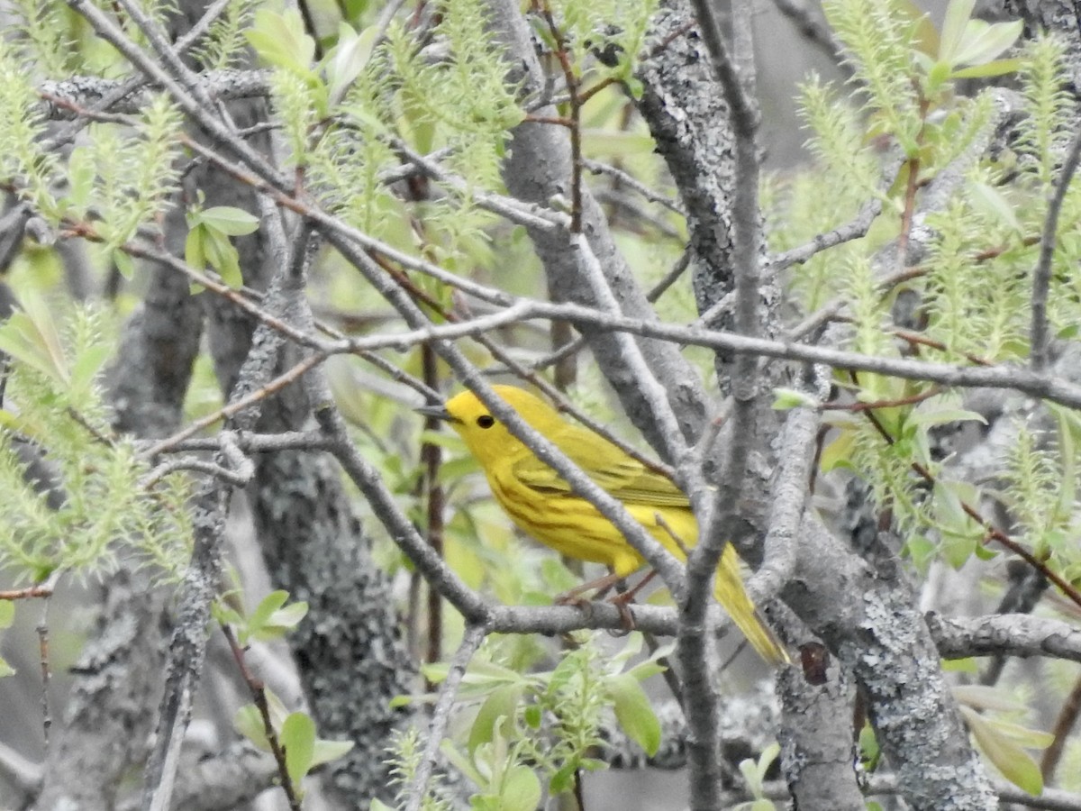 Yellow Warbler - Richard Lepage