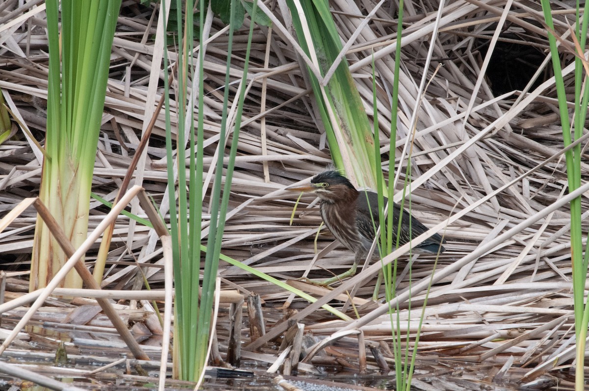 Green Heron - Ben Martin Mortimer