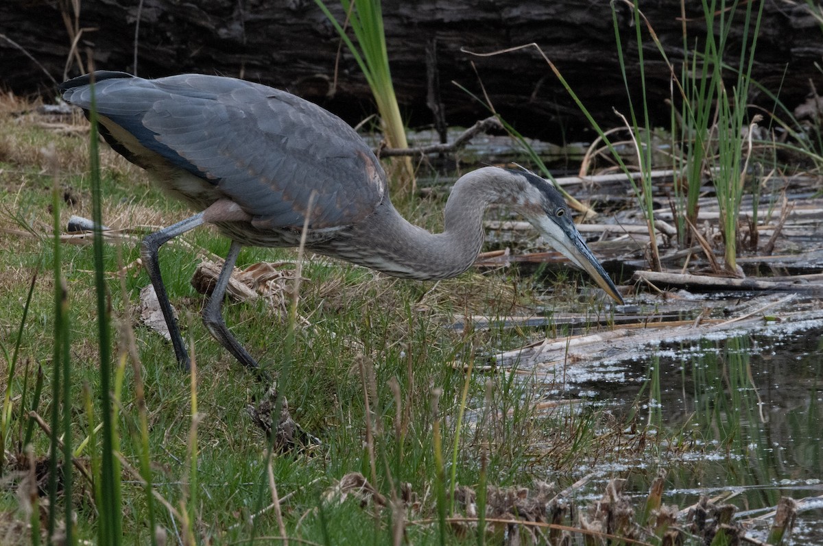 Great Blue Heron - Ben Martin Mortimer