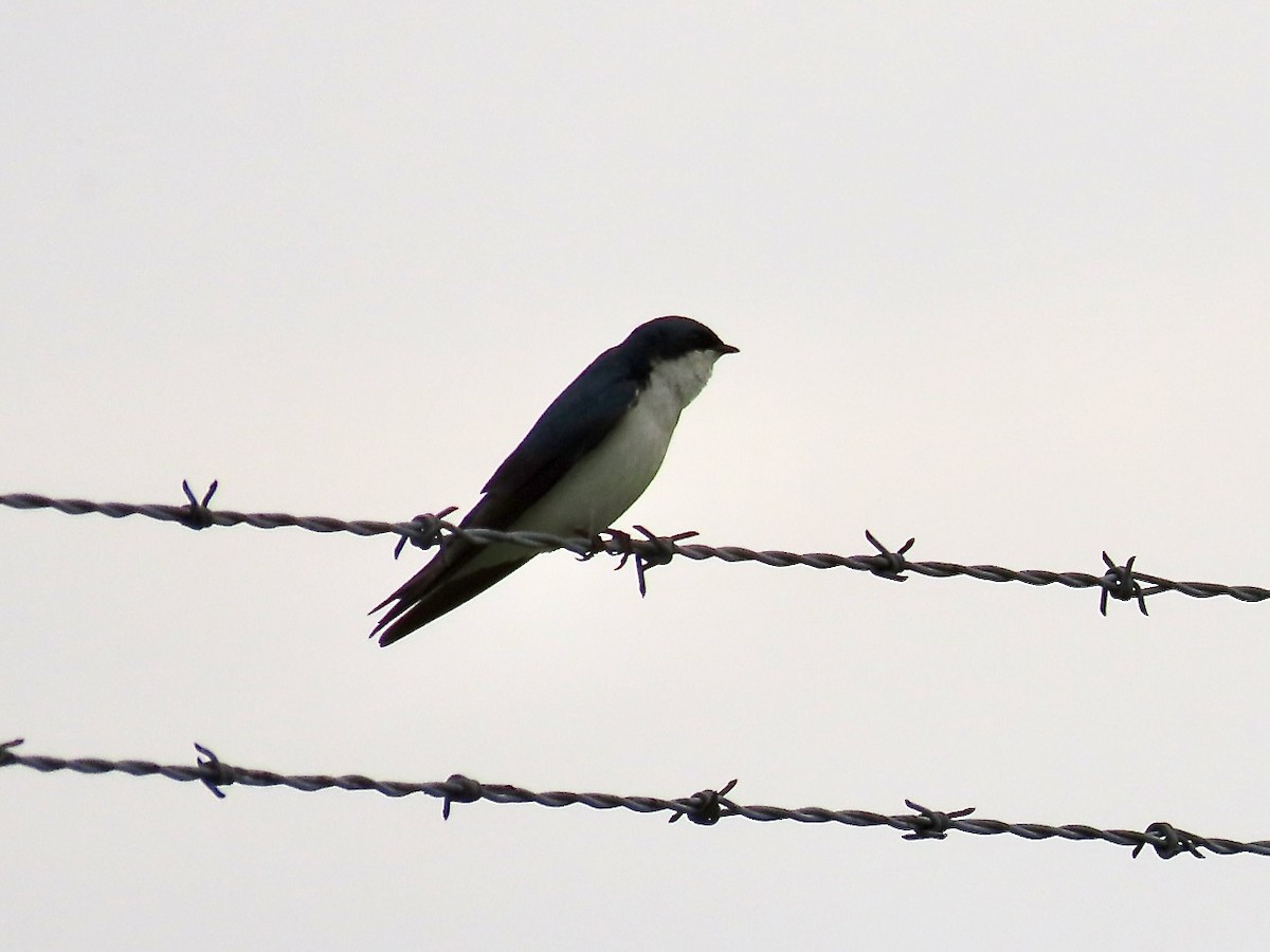 Tree Swallow - ML619536673