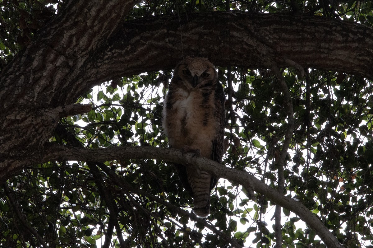 Great Horned Owl - Ben Martin Mortimer