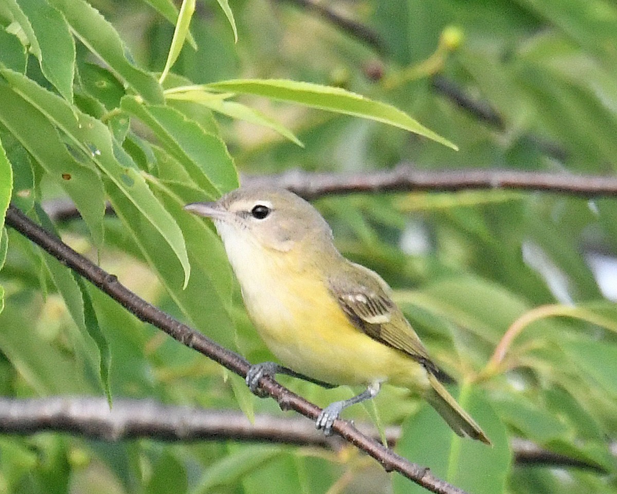 Bell's Vireo - Michael Topp