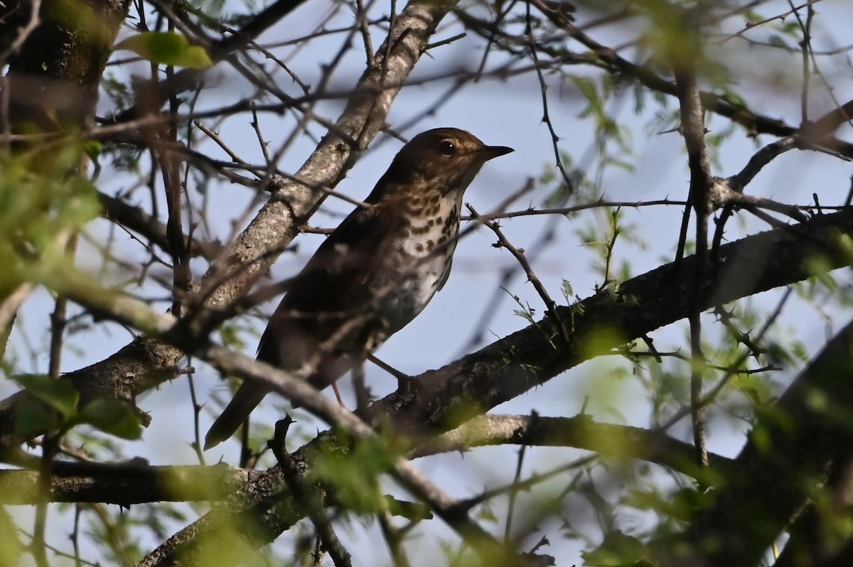 Swainson's Thrush - Jim Highberger