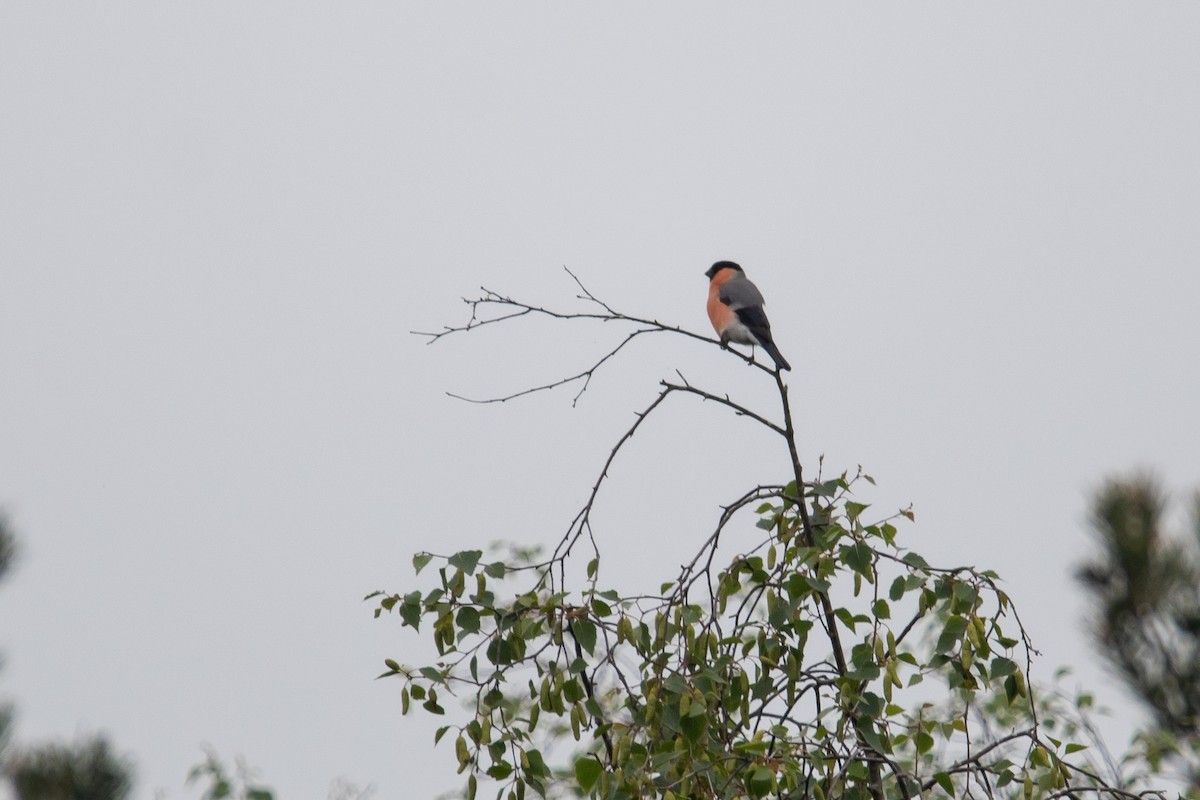 Eurasian Bullfinch - David Campbell