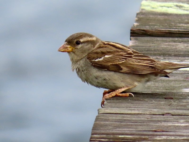 House Sparrow - Karen Lebing