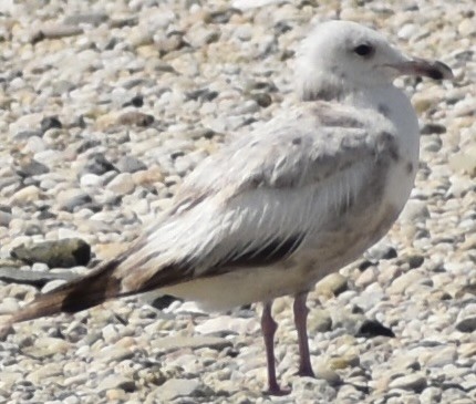 Herring Gull - Dale Morrow