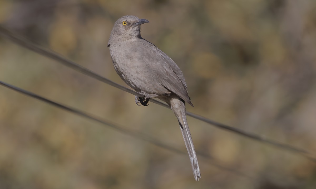 Curve-billed Thrasher - ML619536690