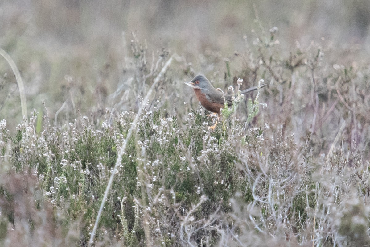 Dartford Warbler - David Campbell