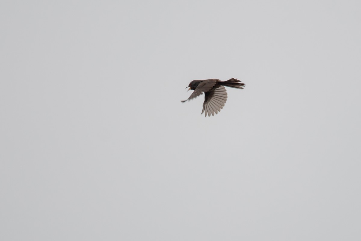 Dartford Warbler - David Campbell