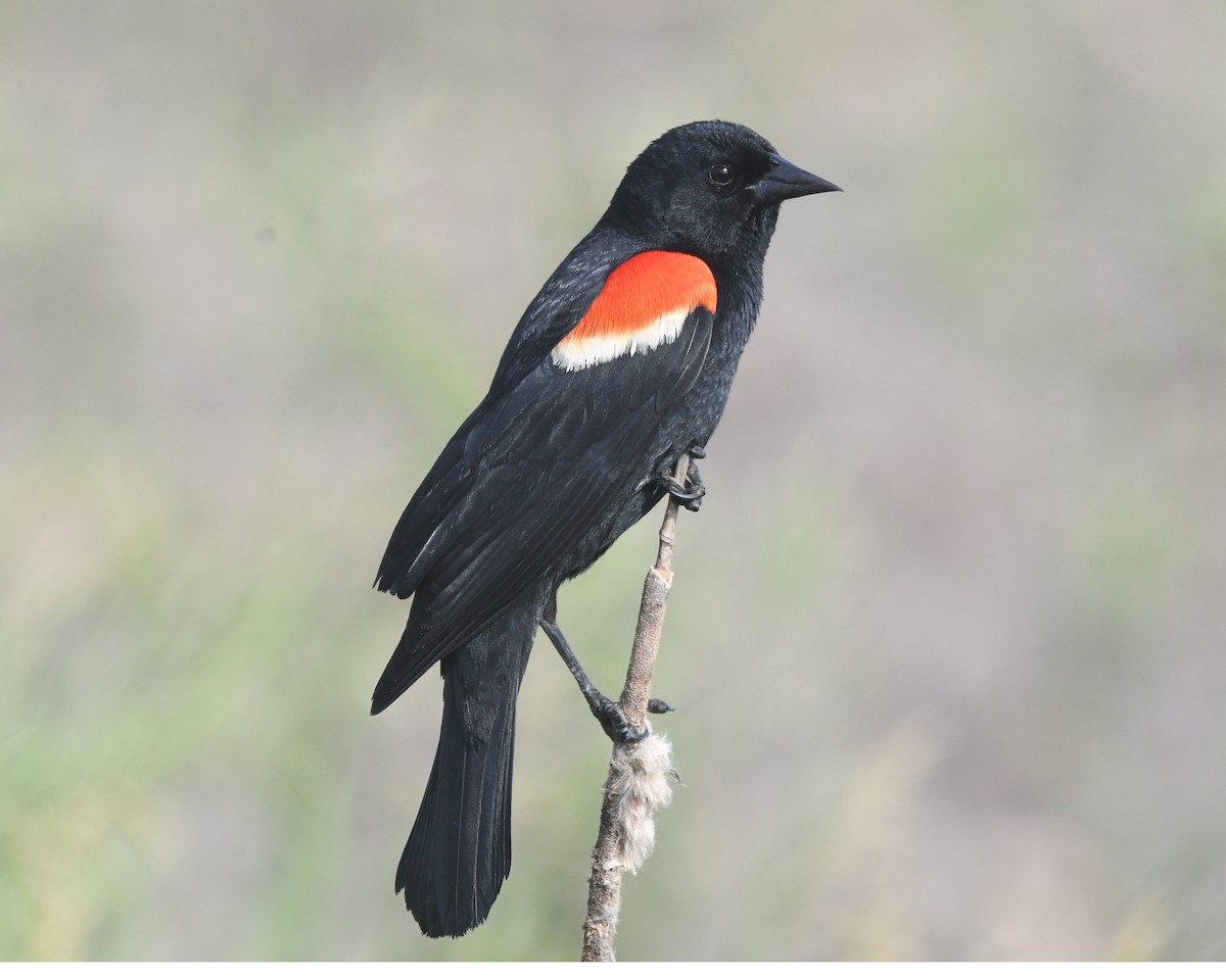 Red-winged Blackbird - ML619536696
