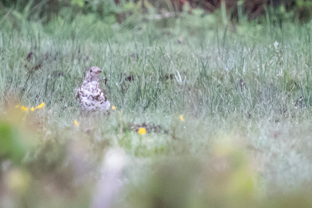 Mistle Thrush - David Campbell