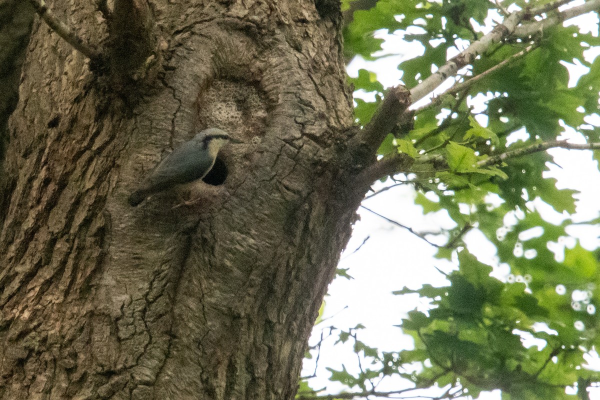 Eurasian Nuthatch - David Campbell