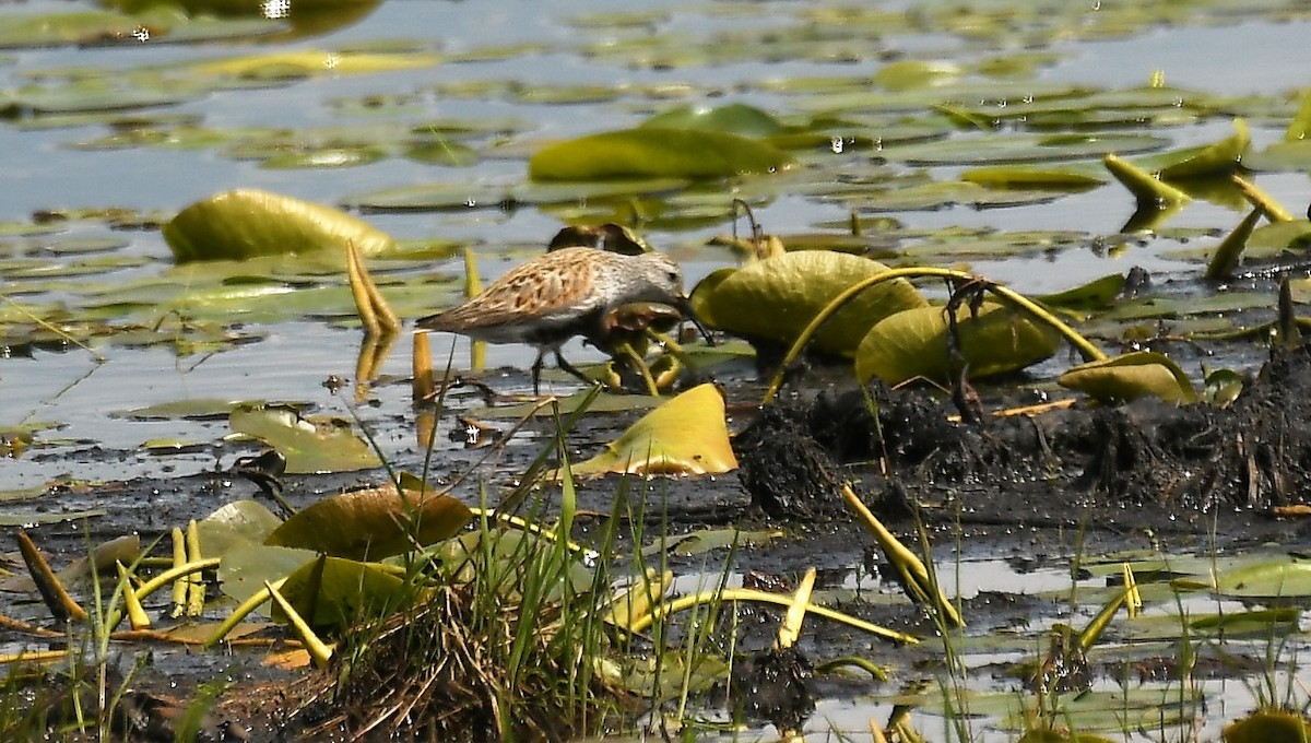 Dunlin - Marcia Suchy