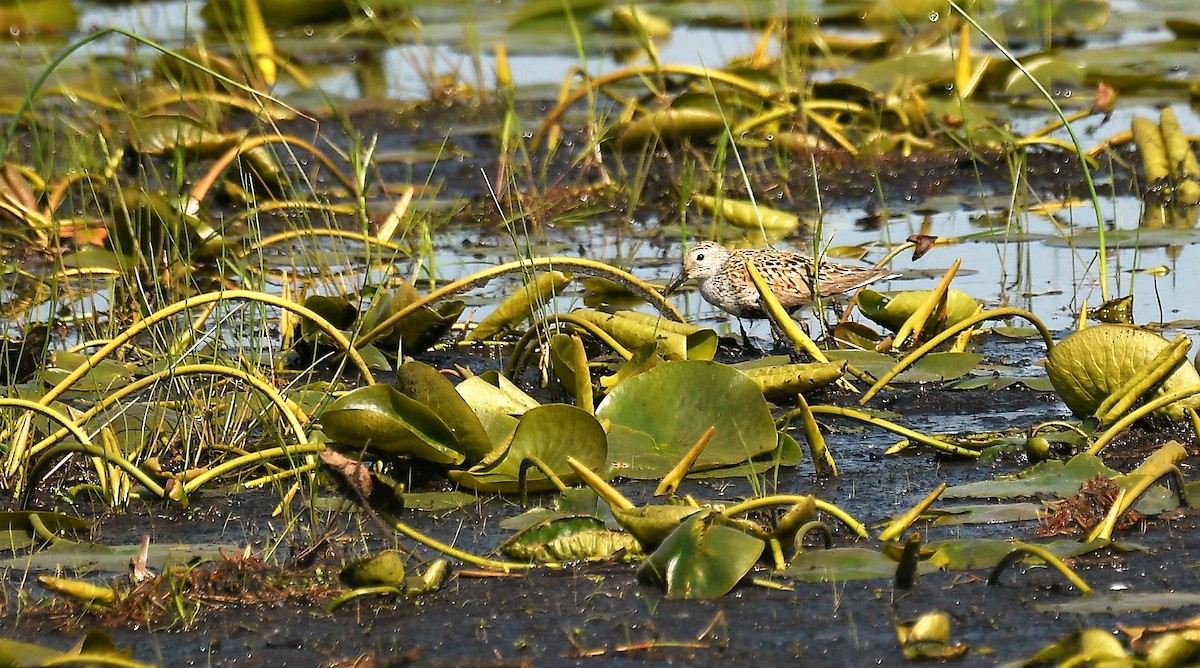 Dunlin - Marcia Suchy